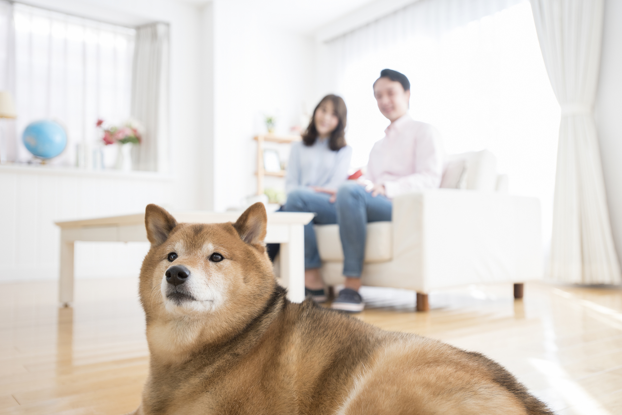 ダニは どこから入ってくるの 招かれざる ダニ を寄せ付けないために ダニよけシリカのウッディラボ 読み物