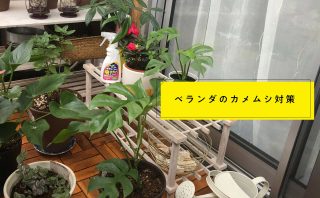 アウトドアやキャンプは好きだけど虫は苦手 シーンごとに変えたい虫よけのコツ ダニよけシリカのウッディラボ 家事らくコラム