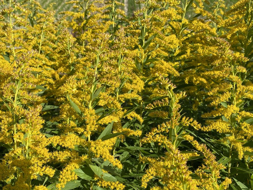 秋も花粉症に気をつけて!〜「秋の花粉症」基礎知識〜 – ダニよけシリカのウッディラボ、読み物