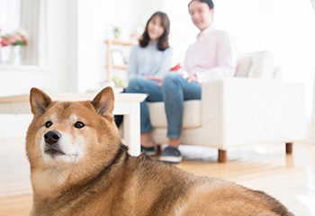 ペット回り