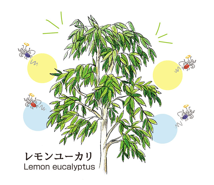 エッセンシャルオイルカーテンで嫌な虫をブロック